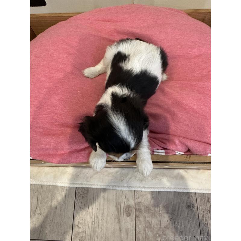 販売中の埼玉県のキャバリアキングチャールズスパニエル-433059の4枚目