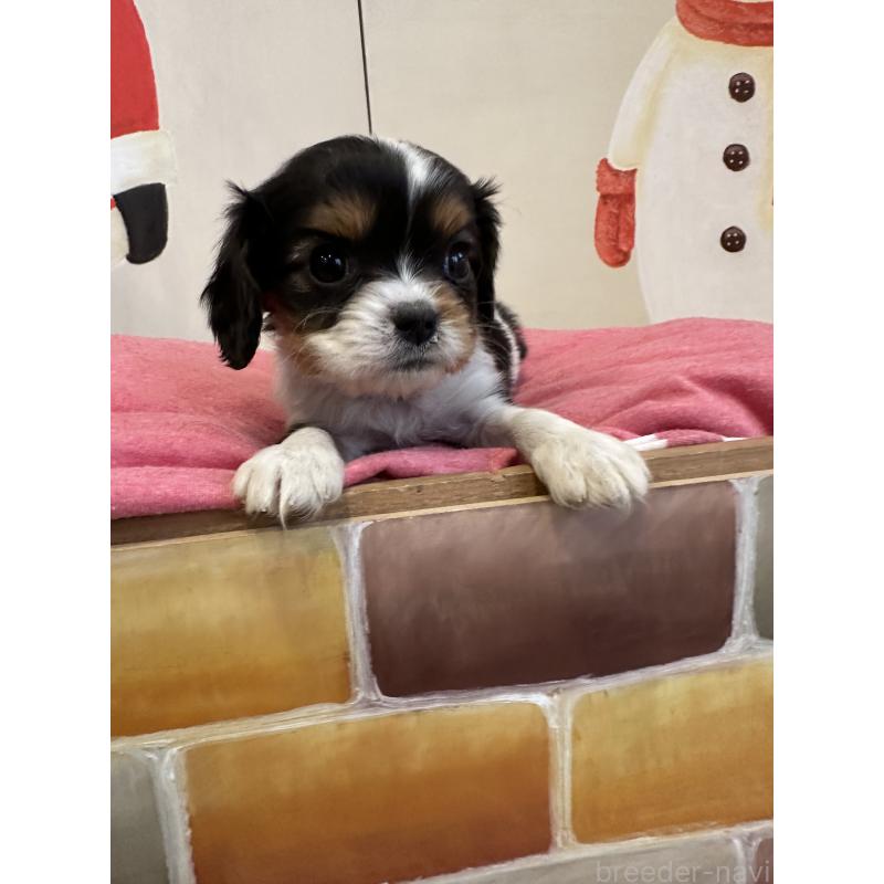 販売中の埼玉県のキャバリアキングチャールズスパニエル-433059の3枚目