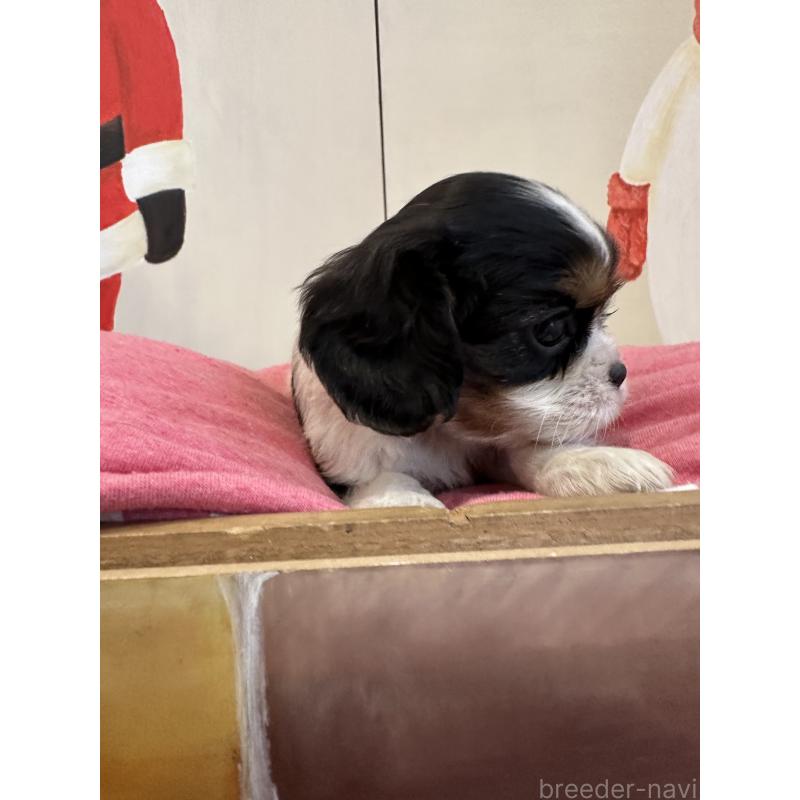 販売中の埼玉県のキャバリアキングチャールズスパニエル-433060の8枚目