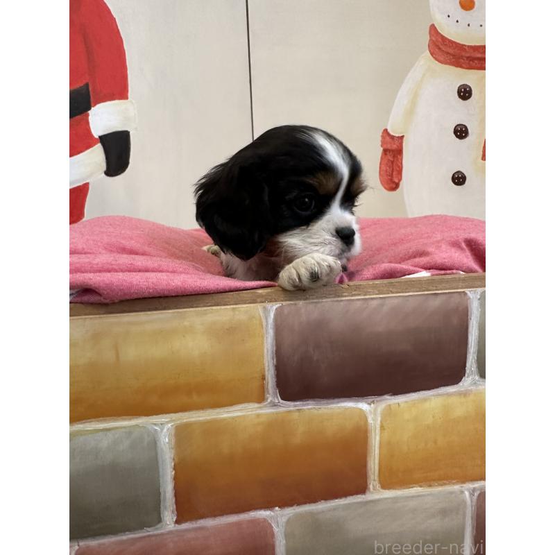 販売中の埼玉県のキャバリアキングチャールズスパニエル-433060の7枚目