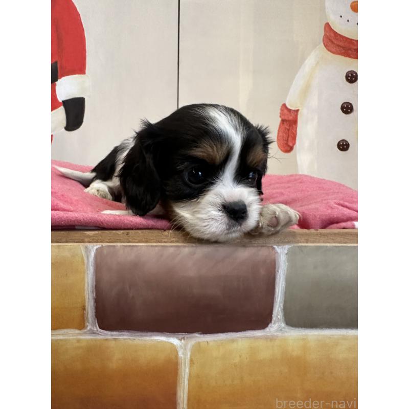 販売中の埼玉県のキャバリアキングチャールズスパニエル-433060の6枚目