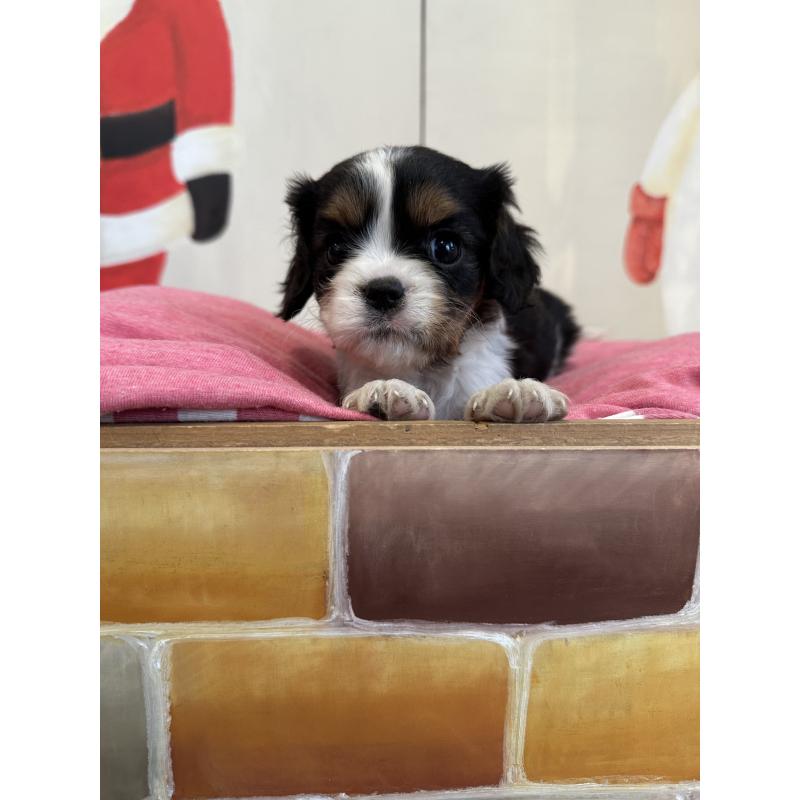 販売中の埼玉県のキャバリアキングチャールズスパニエル-433060の5枚目