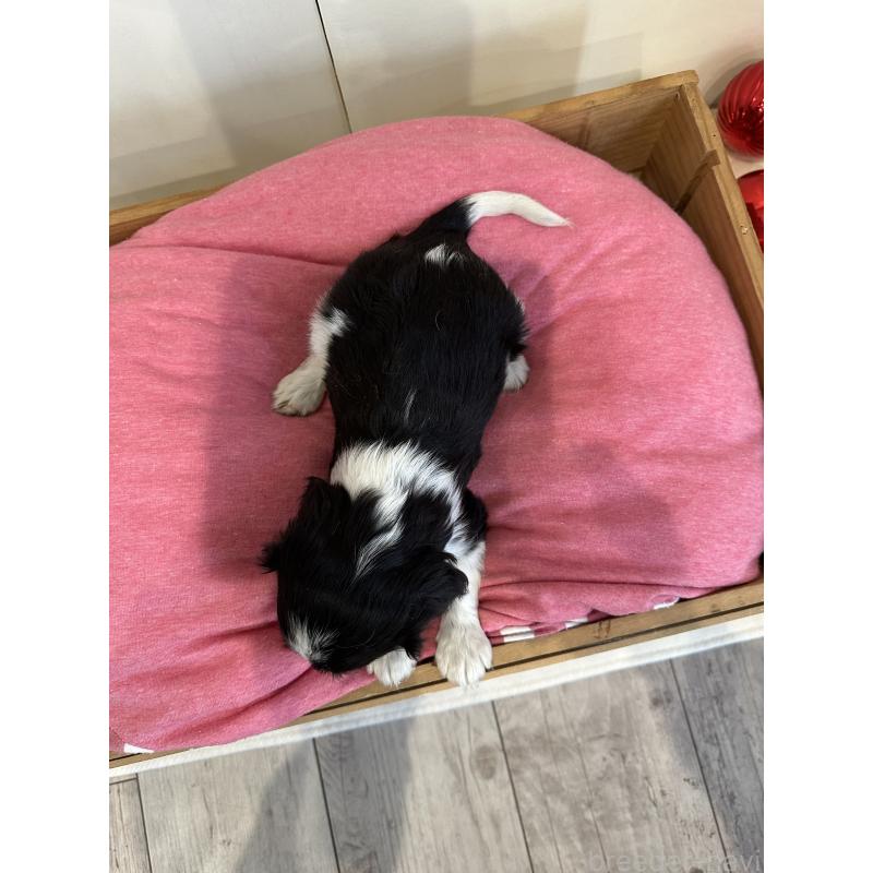 販売中の埼玉県のキャバリアキングチャールズスパニエル-433060の4枚目