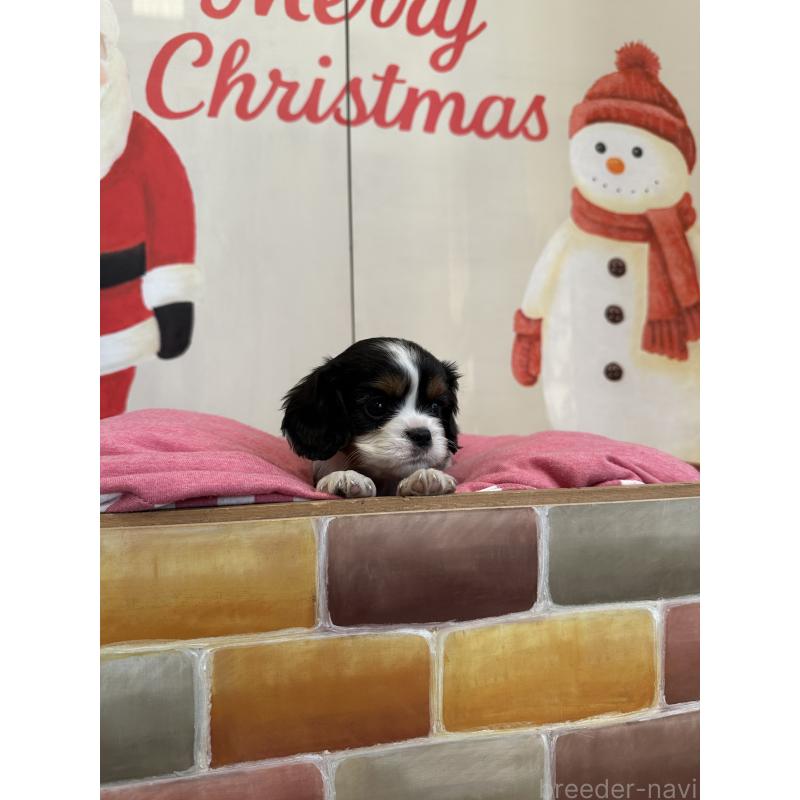 販売中の埼玉県のキャバリアキングチャールズスパニエル-433060の3枚目