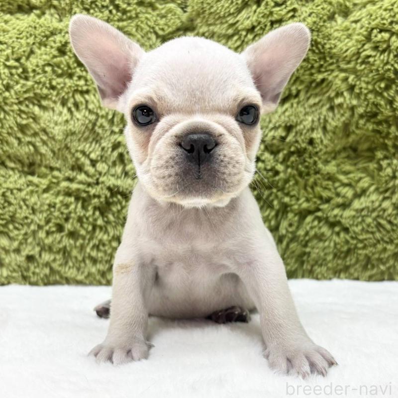 販売中の愛知県のフレンチブルドッグ-433061の2枚目