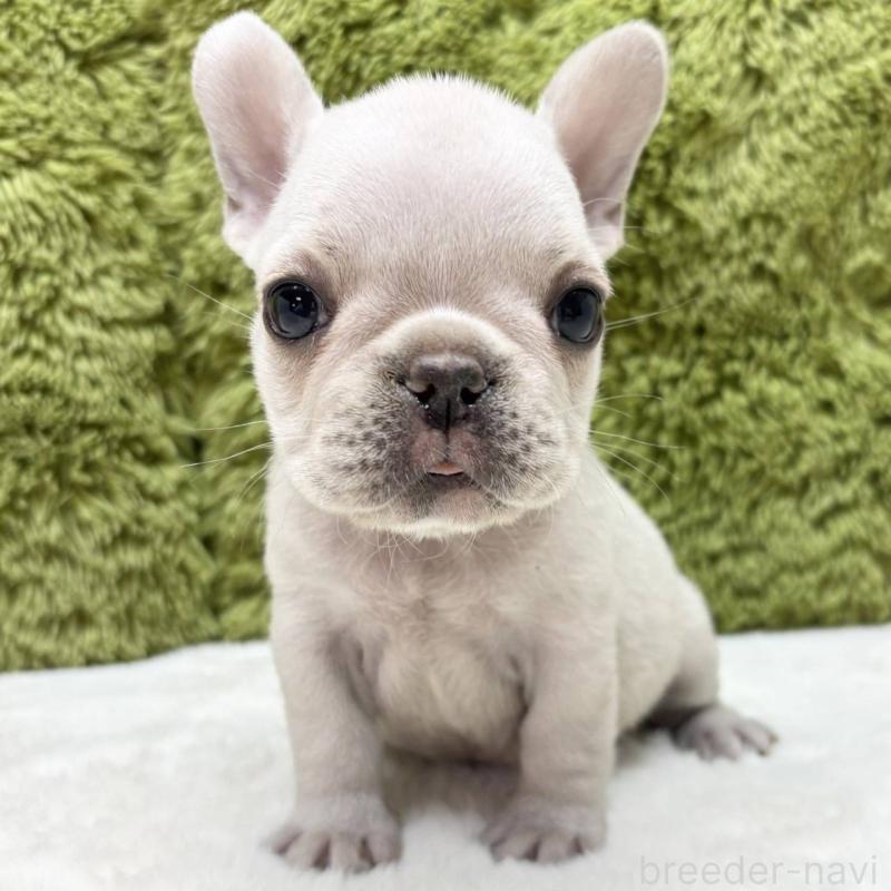 販売中の愛知県のフレンチブルドッグ-433061の1枚目