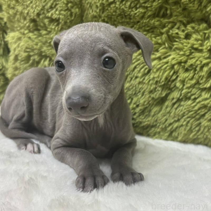 販売中の愛知県のイタリアングレーハウンド(イタグレ)-433062の2枚目