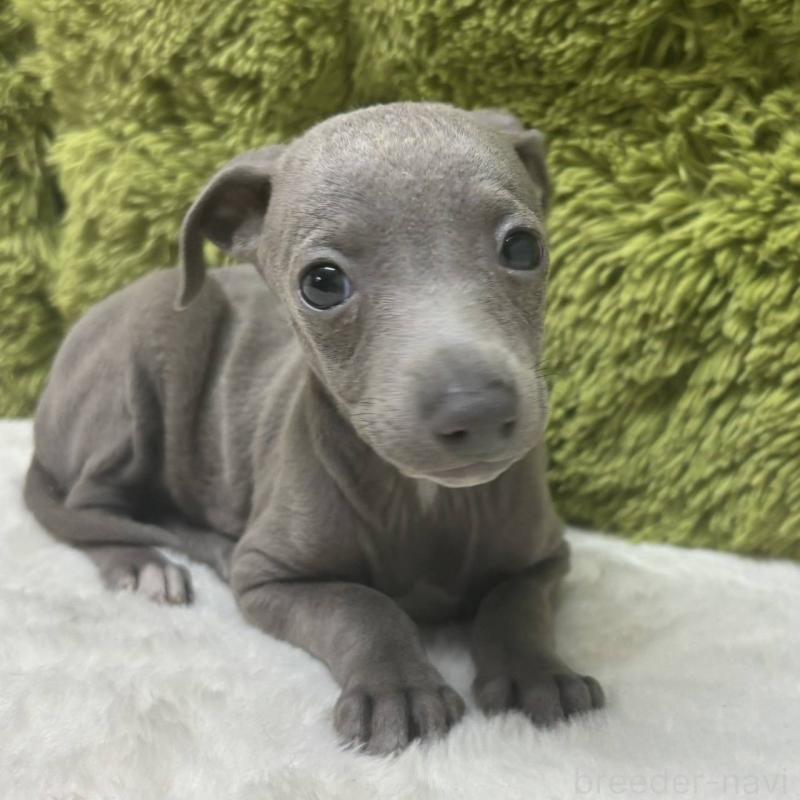 販売中の愛知県のイタリアングレーハウンド(イタグレ)-433062の1枚目