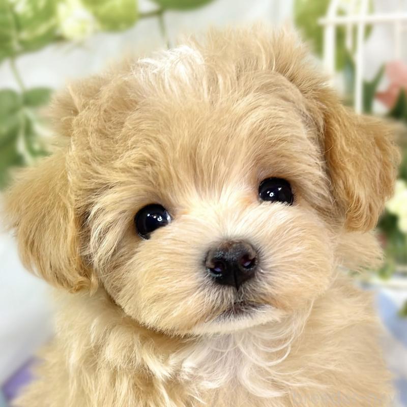 販売中の滋賀県のマルプー:マルチーズ×トイプードル-432170