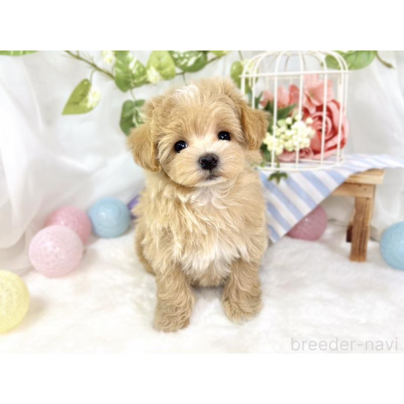 成約済の滋賀県のマルプー:マルチーズ×トイプードル-432170の4枚目