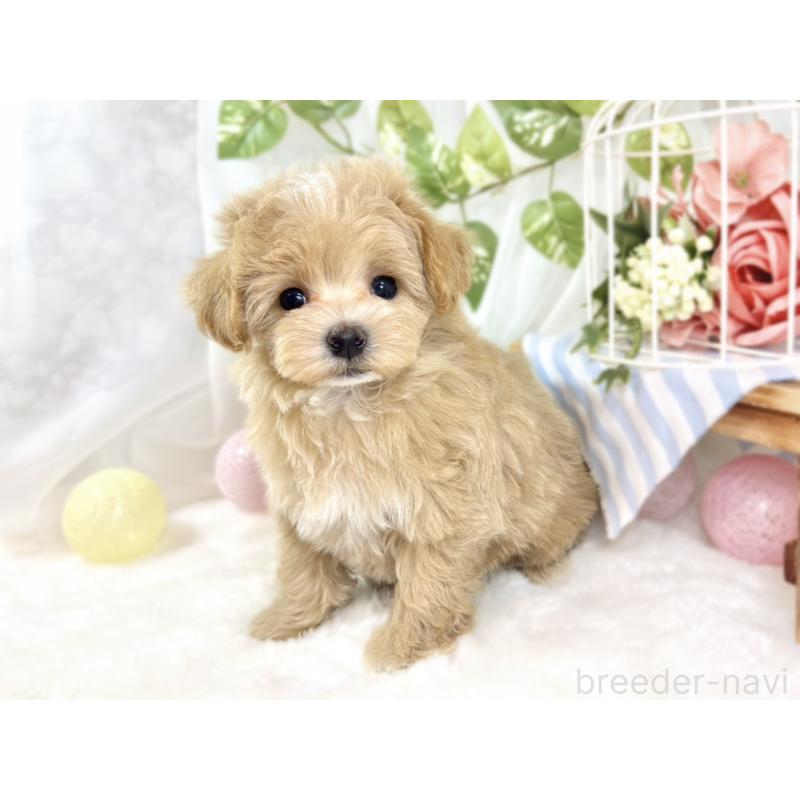 成約済の滋賀県のマルプー:マルチーズ×トイプードル-432170の3枚目