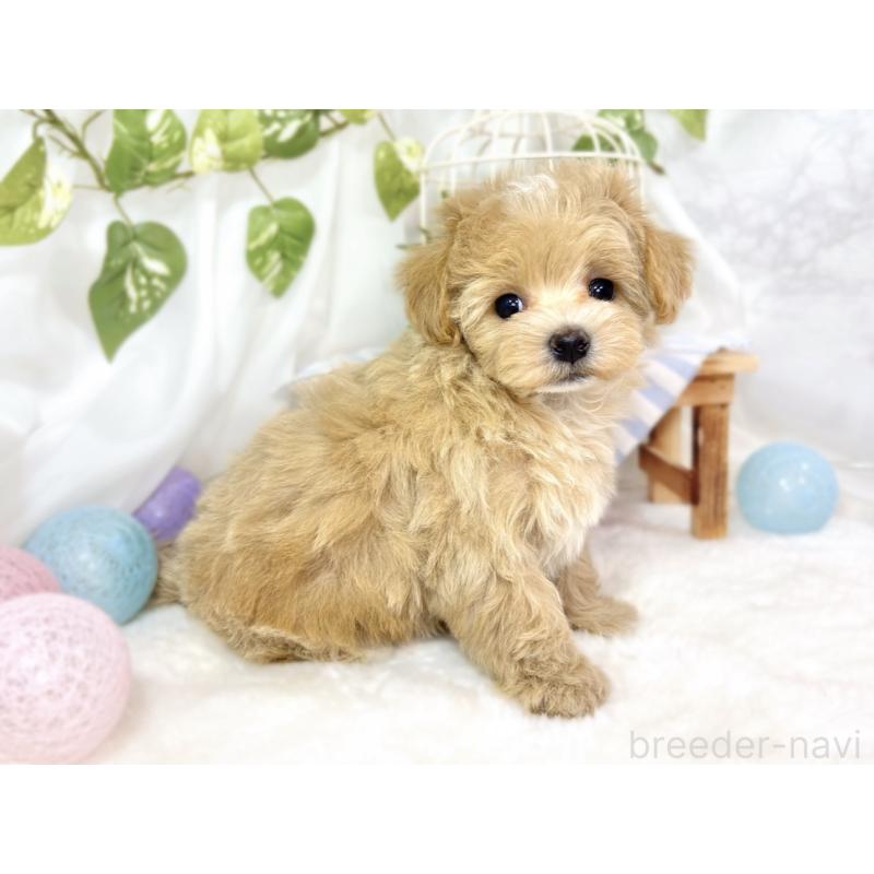 成約済の滋賀県のマルプー:マルチーズ×トイプードル-432170の2枚目