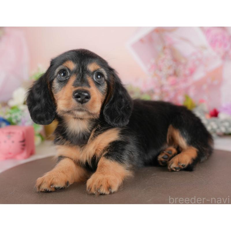 販売中の栃木県のミニチュアダックスフンド(ロングヘアード)-433120の4枚目