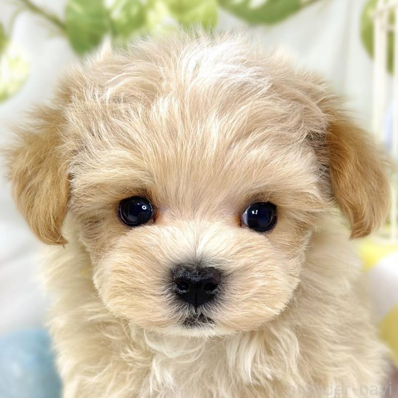 販売中の滋賀県のマルプー:マルチーズ×トイプードル-432171