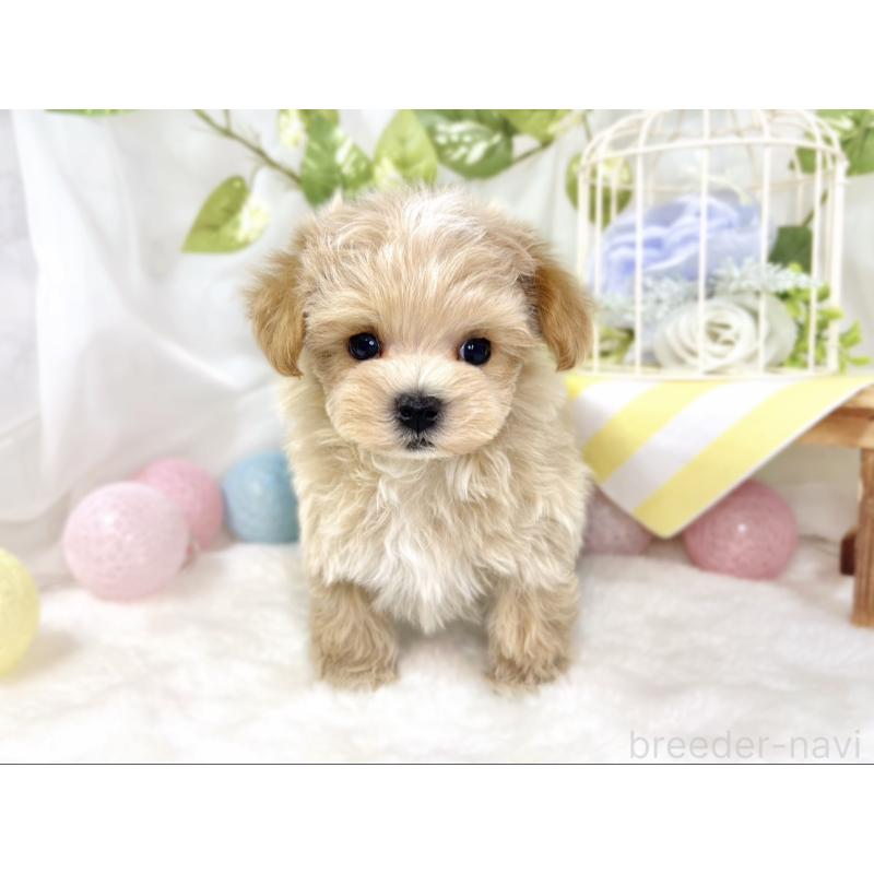 成約済の滋賀県のマルプー:マルチーズ×トイプードル-432171の3枚目