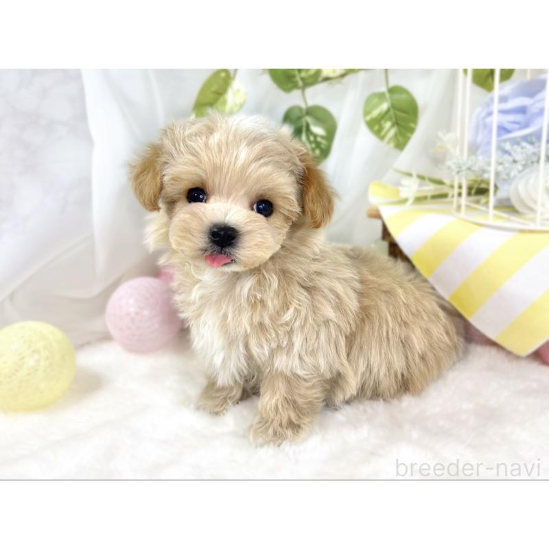 成約済の滋賀県のマルプー:マルチーズ×トイプードル-432171の4枚目