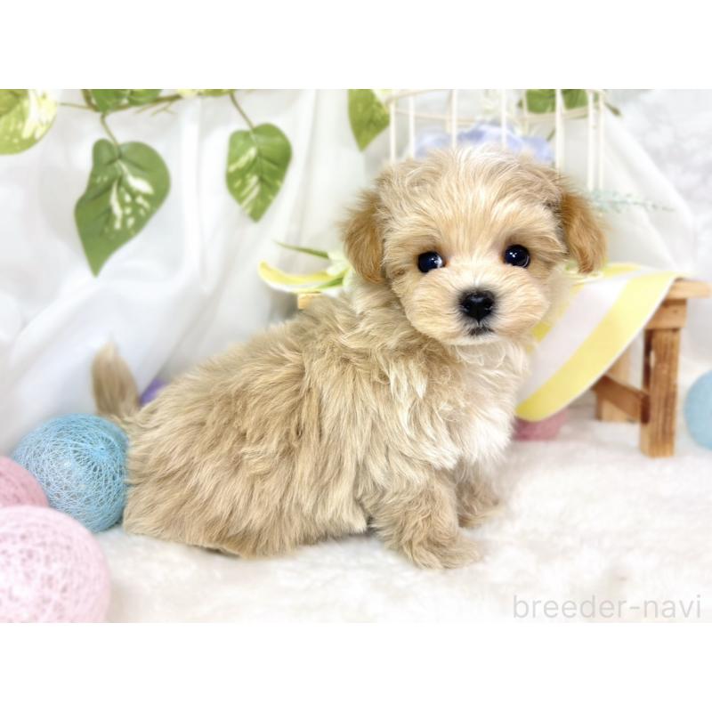 成約済の滋賀県のマルプー:マルチーズ×トイプードル-432171の2枚目