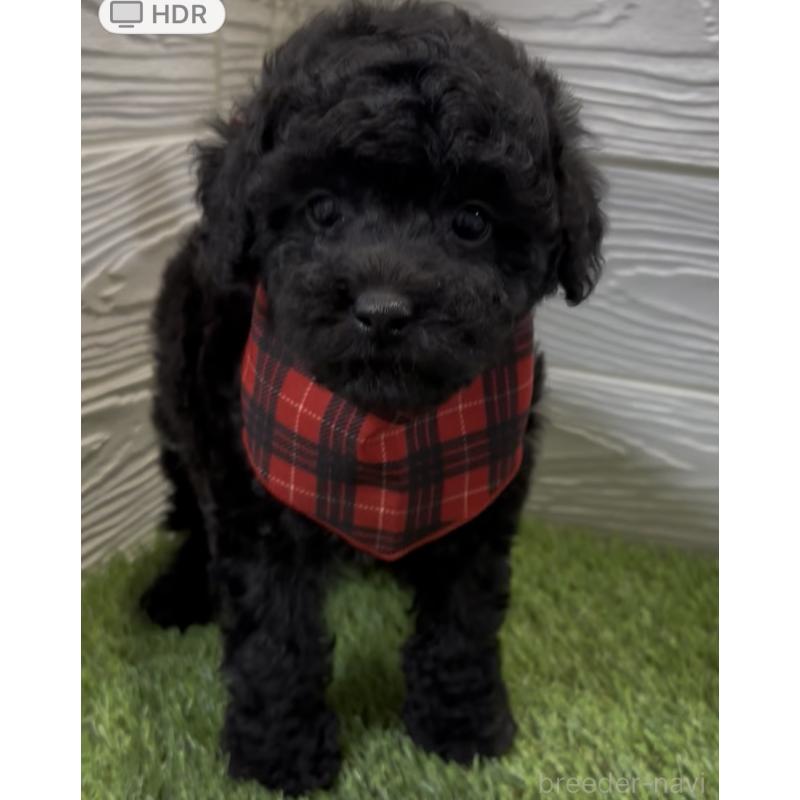 販売中の埼玉県のトイプードル-433063の4枚目