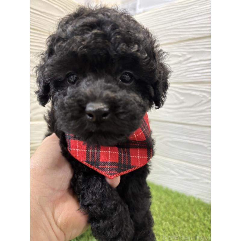 販売中の埼玉県のトイプードル-433063