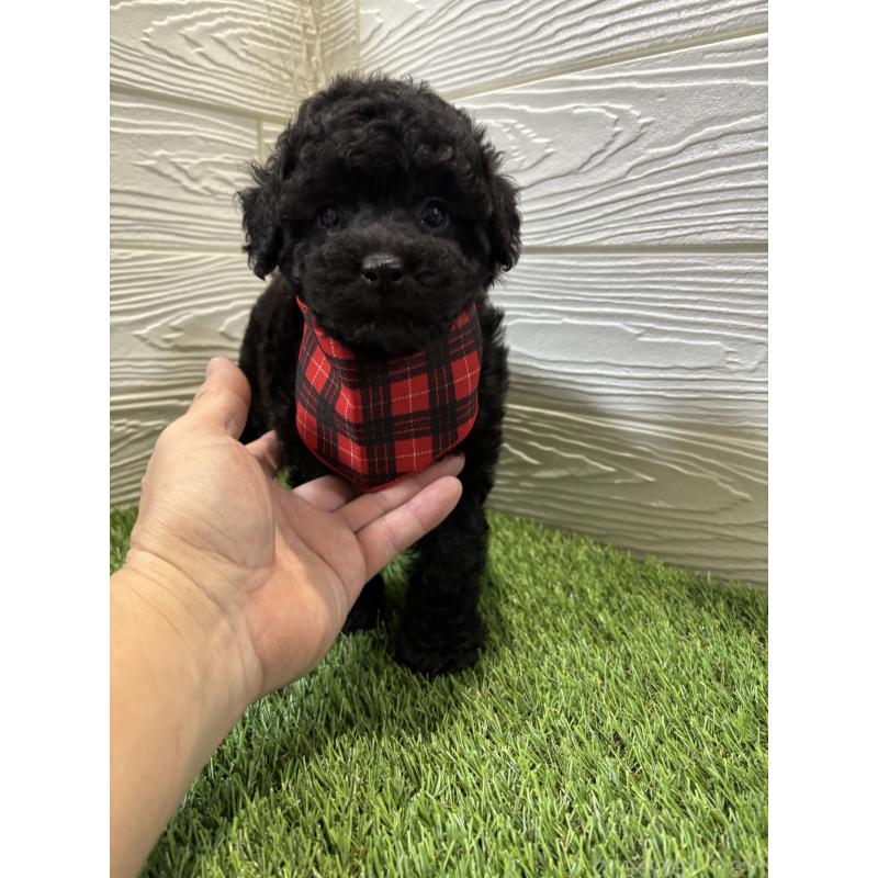 販売中の埼玉県のトイプードル-433063の3枚目