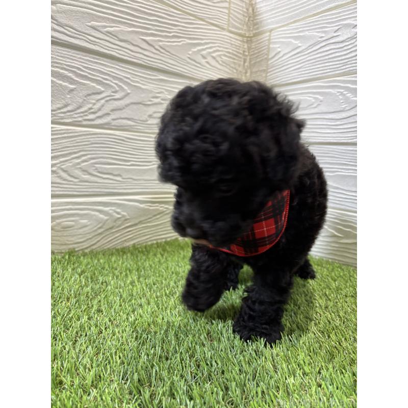 販売中の埼玉県のトイプードル-433063の2枚目