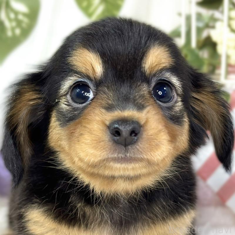 販売中の滋賀県のチワックス:チワワ×ミニチュアダックスフンド-432166