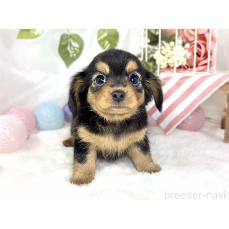 成約済の滋賀県のチワックス:チワワ×ミニチュアダックスフンド-432166の4枚目