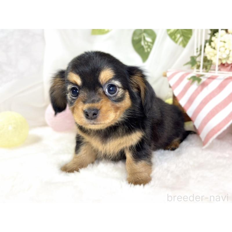 成約済の滋賀県のチワックス:チワワ×ミニチュアダックスフンド-432166の3枚目