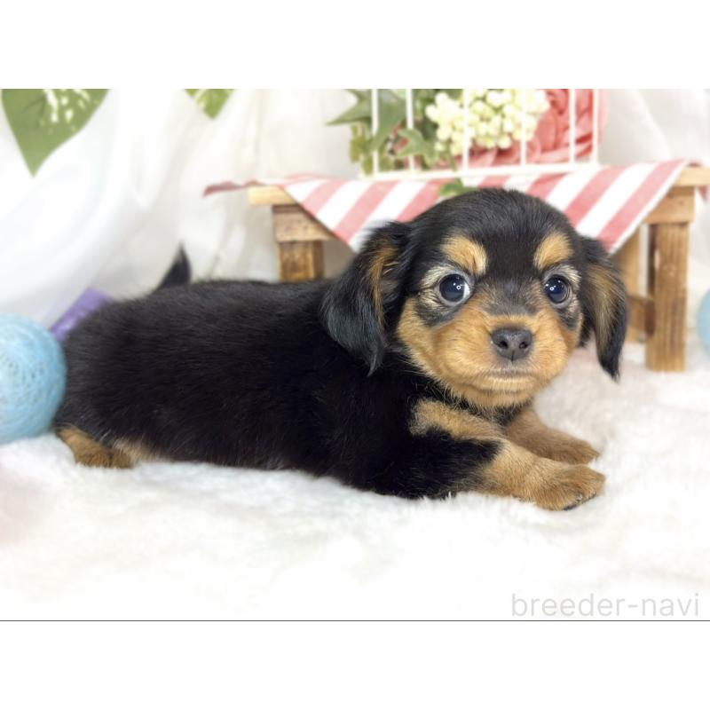 成約済の滋賀県のチワックス:チワワ×ミニチュアダックスフンド-432166の2枚目