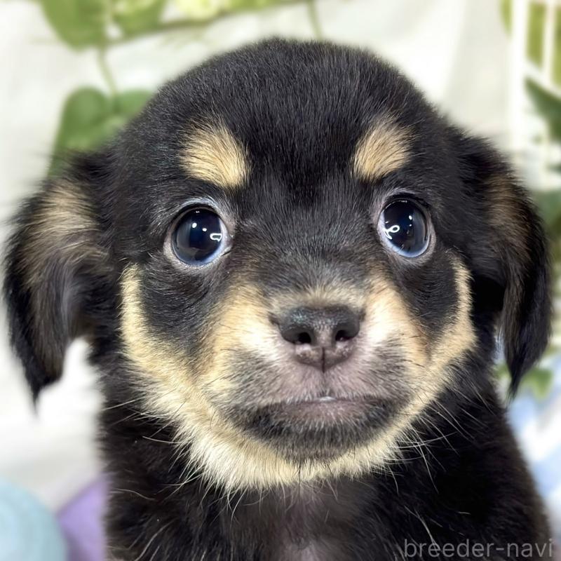 販売中の滋賀県のチワックス:チワワ×ミニチュアダックスフンド-432168