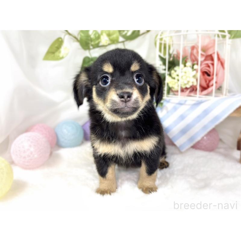 成約済の滋賀県のチワックス:チワワ×ミニチュアダックスフンド-432168の4枚目