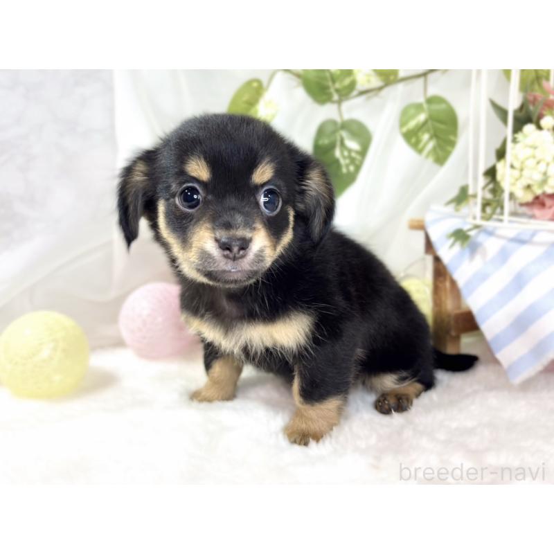 成約済の滋賀県のチワックス:チワワ×ミニチュアダックスフンド-432168の3枚目