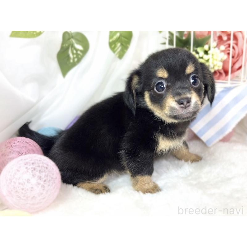 成約済の滋賀県のチワックス:チワワ×ミニチュアダックスフンド-432168の2枚目