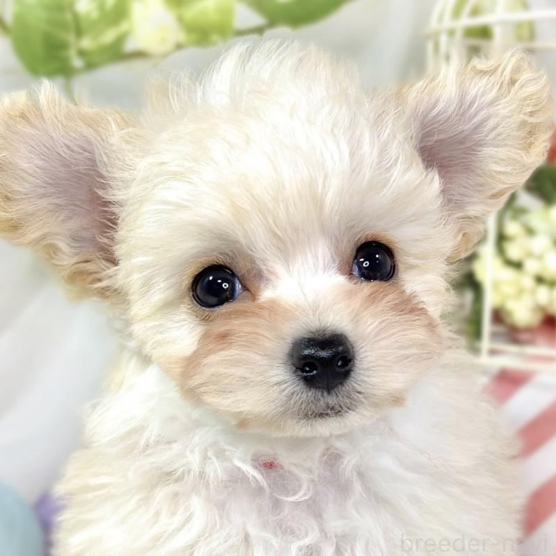 販売中の滋賀県のチワプー:チワワ×トイプードル-432172