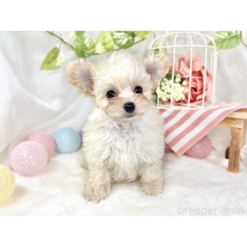 成約済の滋賀県のチワプー:チワワ×トイプードル-432172の4枚目