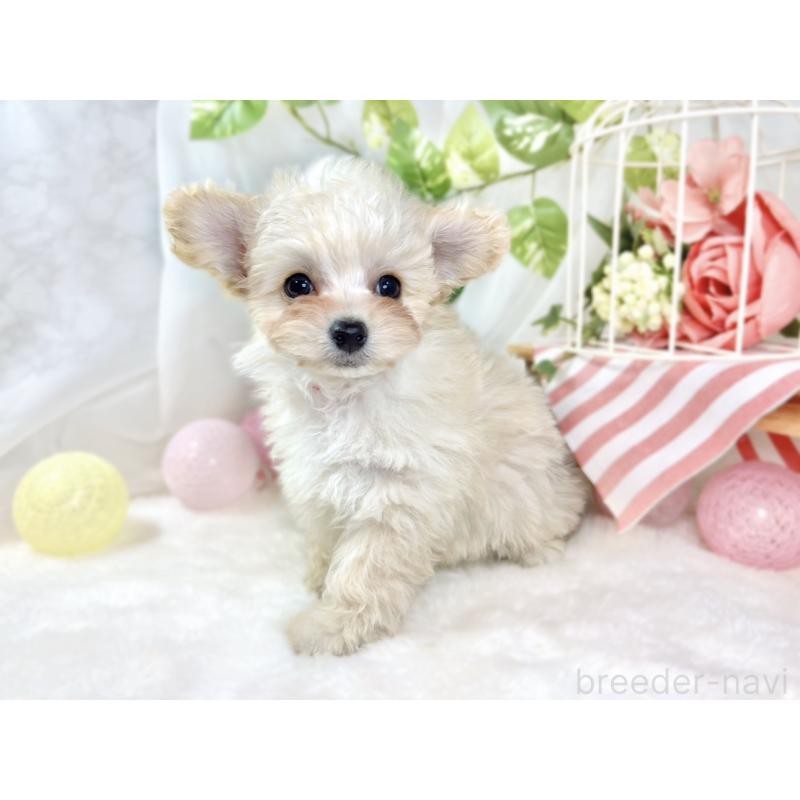 成約済の滋賀県のチワプー:チワワ×トイプードル-432172の3枚目