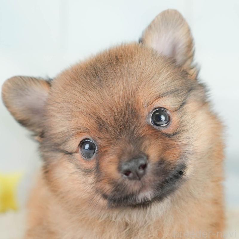 販売中の栃木県のポメチワ:ポメラニアン×チワワ-433163