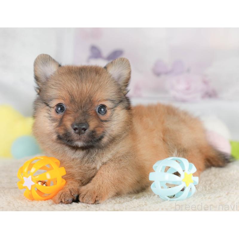 販売中の栃木県のポメチワ:ポメラニアン×チワワ-433163の11枚目