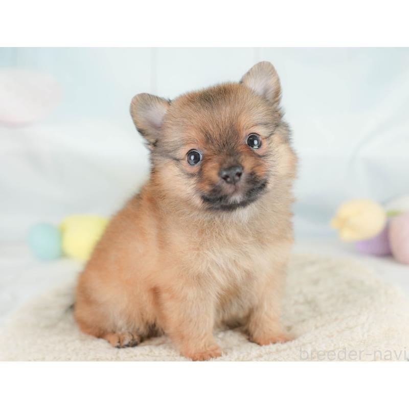 販売中の栃木県のポメチワ:ポメラニアン×チワワ-433163の10枚目