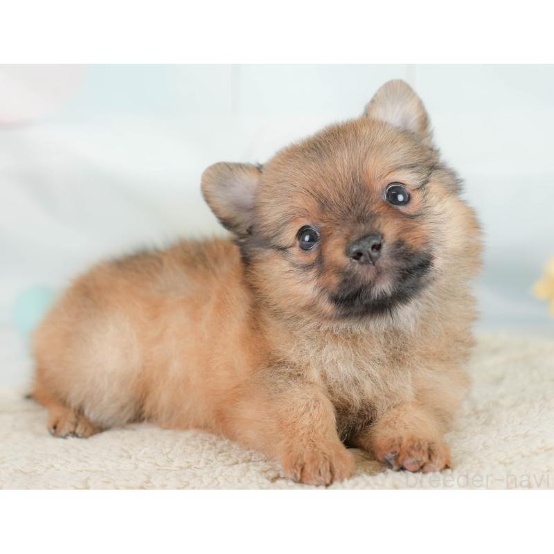 販売中の栃木県のポメチワ:ポメラニアン×チワワ-433163の9枚目
