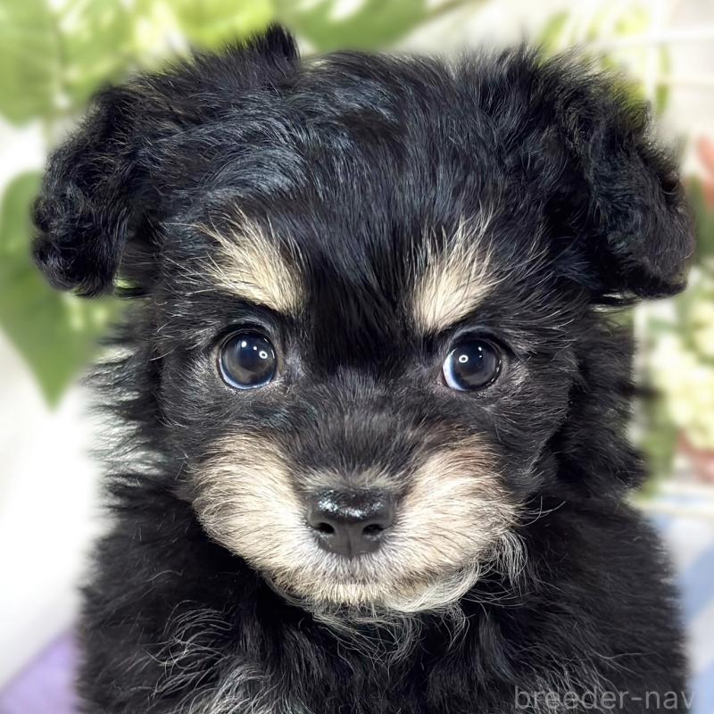 販売中の滋賀県のチワプー:チワワ×トイプードル-432173