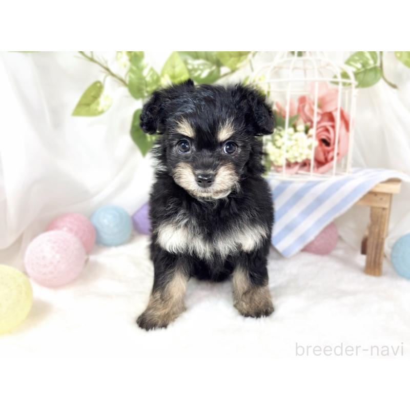 成約済の滋賀県のチワプー:チワワ×トイプードル-432173の4枚目