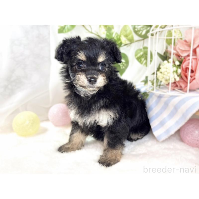 成約済の滋賀県のチワプー:チワワ×トイプードル-432173の3枚目