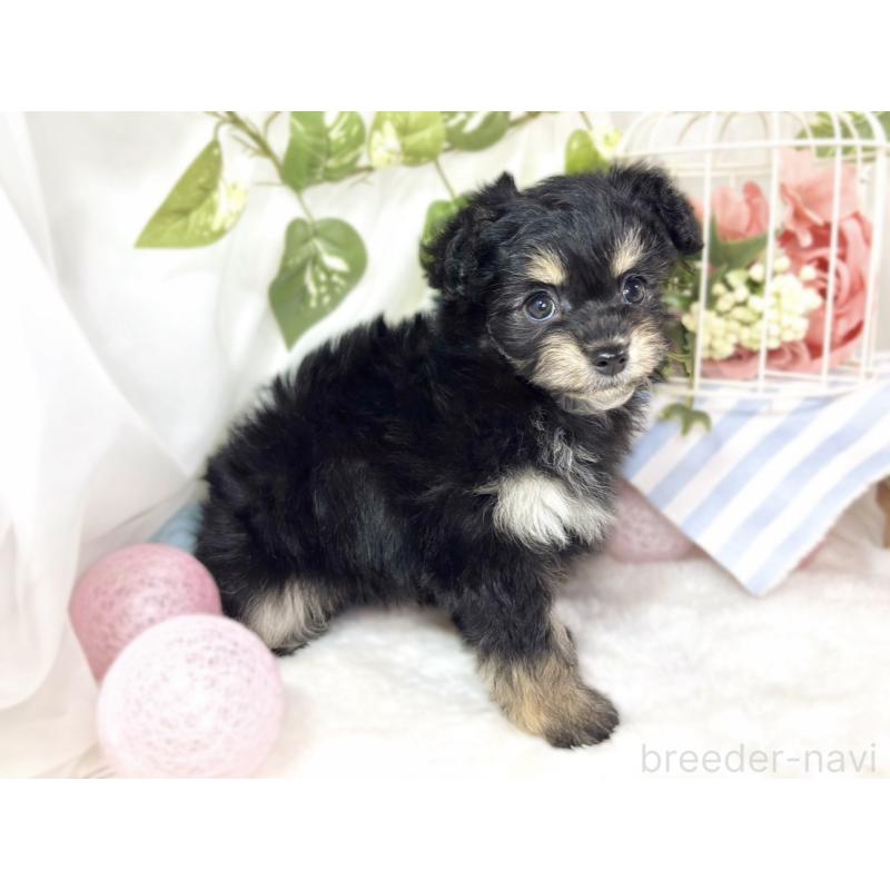 成約済の滋賀県のチワプー:チワワ×トイプードル-432173の2枚目