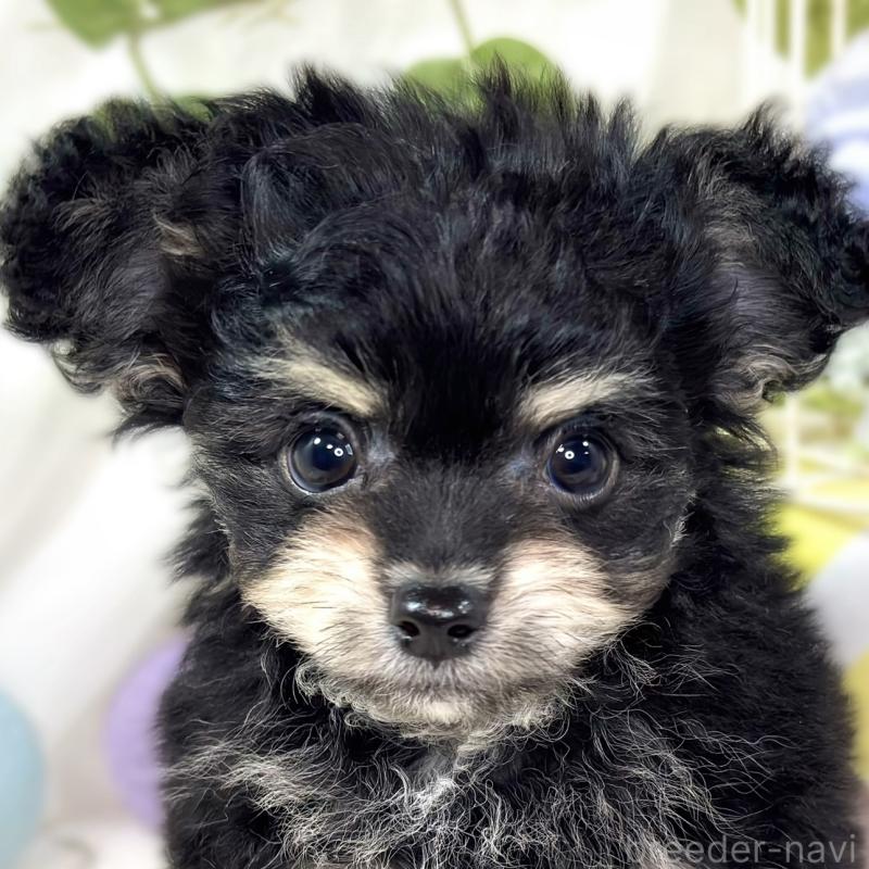 販売中の滋賀県のチワプー:チワワ×トイプードル-432174