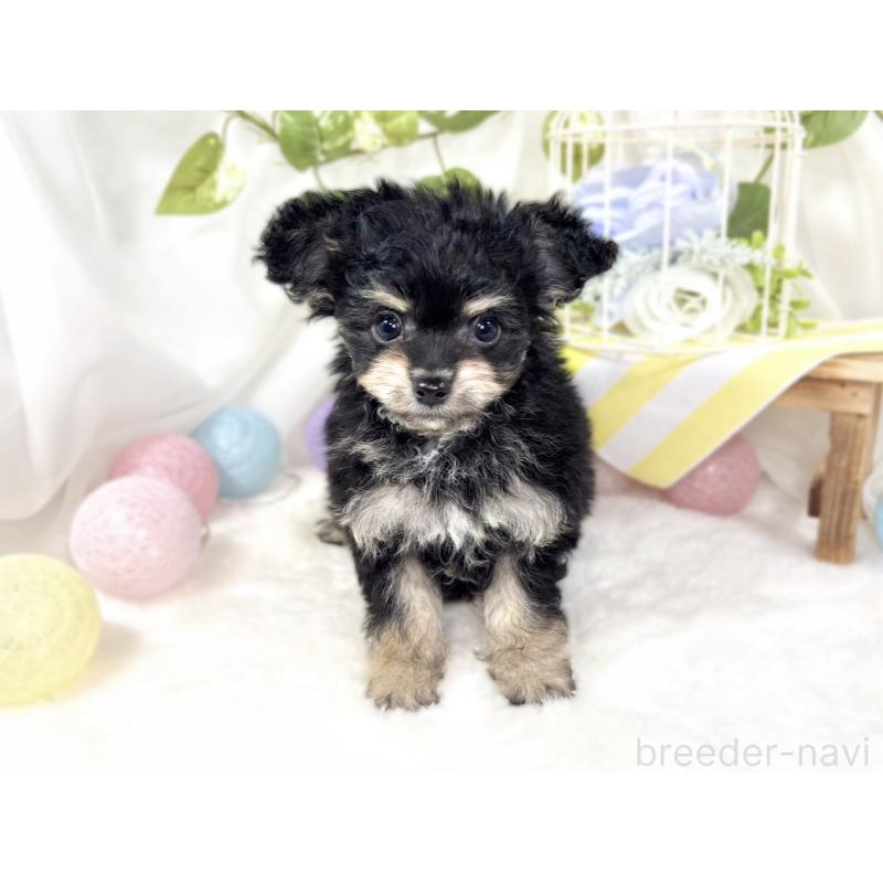 成約済の滋賀県のチワプー:チワワ×トイプードル-432174の4枚目