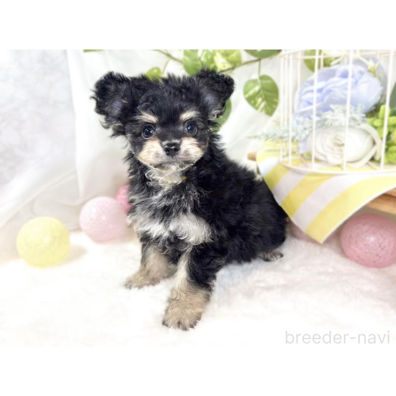 成約済の滋賀県のチワプー:チワワ×トイプードル-432174の3枚目