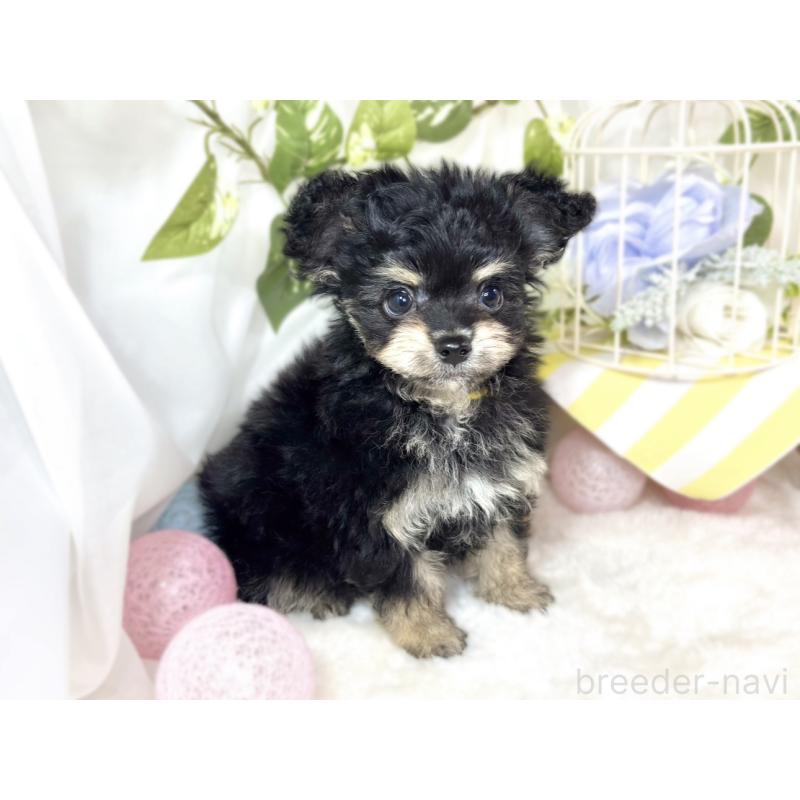 成約済の滋賀県のチワプー:チワワ×トイプードル-432174の2枚目