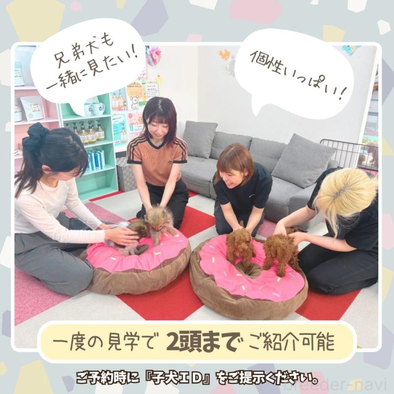 販売中の栃木県のポメチワ:ポメラニアン×チワワ-433162の14枚目