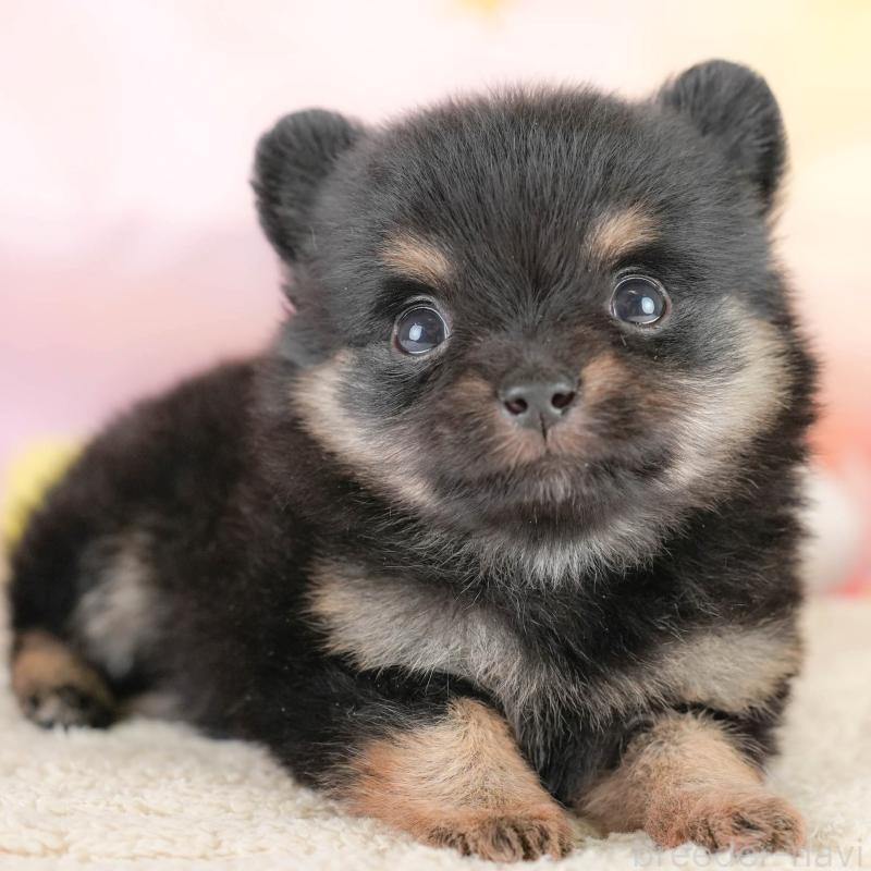 販売中の栃木県のポメチワ:ポメラニアン×チワワ-433162